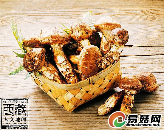 林芝松茸生于藏东南深山峡谷森林中,要求条件十分严格 林芝松茸生于藏东南深山峡谷森林中,要求条件十分严格
