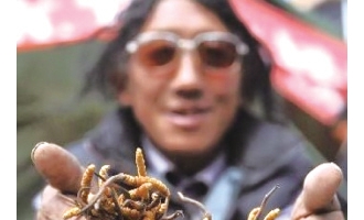 青海冬虫夏草保护协会保证虫草质量