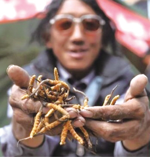 杂多,被称作“中国虫草第一县”。这个唐古拉山北麓的高原区域,平均海拔4290米。