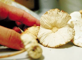 读者马小姐前几天从植物园采回来的蘑菇。