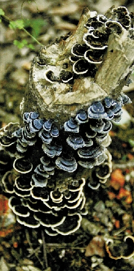 昨天，我们在植物园发现的一种菌类。 李翔 摄