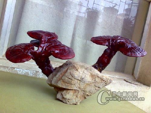 扶绥灵芝爱好者自筹资金建设灵芝博物馆(组图)