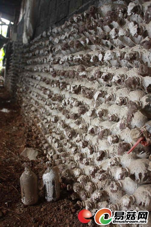 2009年的部分“问题”菌种还没处理