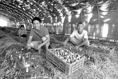 7月29日，笔者在南充市高坪区马家乡苟林堰村村民张萍的地里看到，今年栽植的草菇已经成熟了，工人正忙着采摘草菇装筐销售。今年草菇收成好、价格俏，让张萍心里乐开了花。