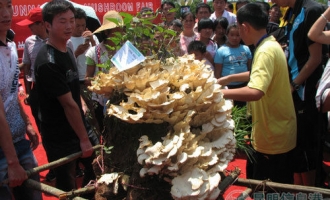 野生Manbetx体育手机版V17版本发布.官网安卓网.香港交易会开幕菌王开价1600元无人问津