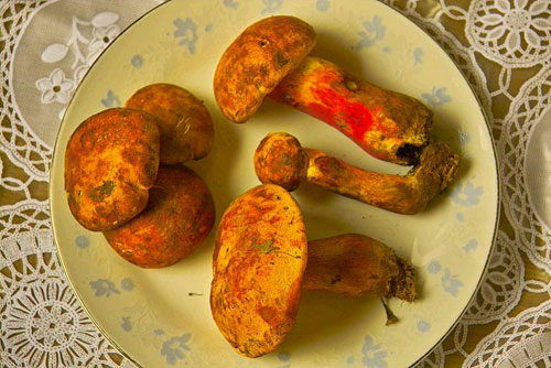 野生菌上洒农药? 专家提醒市民食用需谨慎