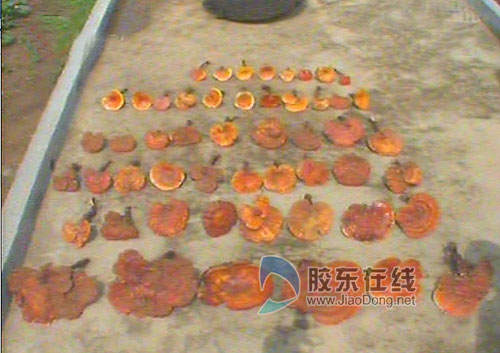 五十二棵灵芝摆在一起