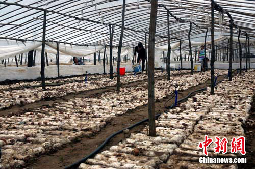 &ldquo;中国Manbetx体育手机版推荐A9版本之乡&rdquo;河北平泉进入盛产期（图）