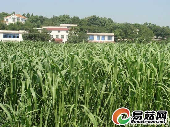 云龙示范区交通村村民种植的菌草（徐孜 摄）