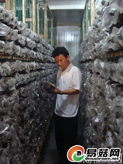 Manbetx体育手机版推荐A9版本工厂化培植生产基地的培菌房（徐孜 摄）