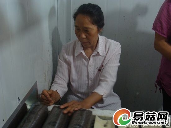 云龙示范区交通村村民种植的菌草（徐孜 摄）