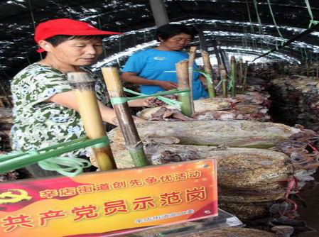 小木耳&ldquo;漂洋过海&rdquo;赚大钱