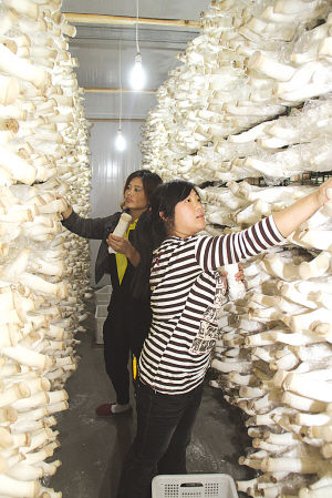 杏鲍菇生产车间