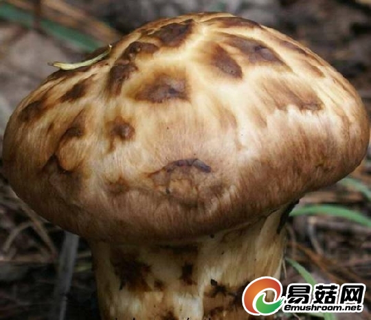 云南松茸飞去日本　南航货运部做好快速中转