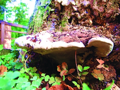 琵琶湖边有棵“雪糕灵芝”