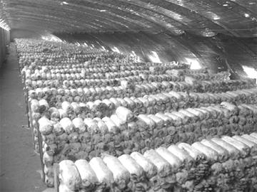 本报记者 刘鑫 文/图