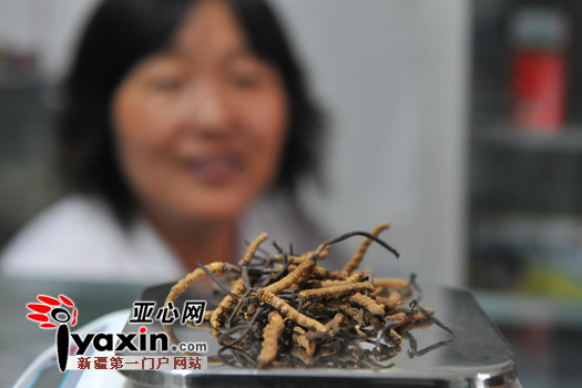 虫草受青睐 乌鲁木齐药店虫草价格涨了10%-15%