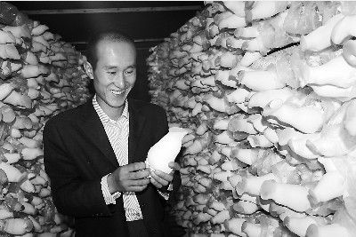 彭阳&ldquo;工厂化种菇&rdquo;产出的杏鲍菇个大饱满