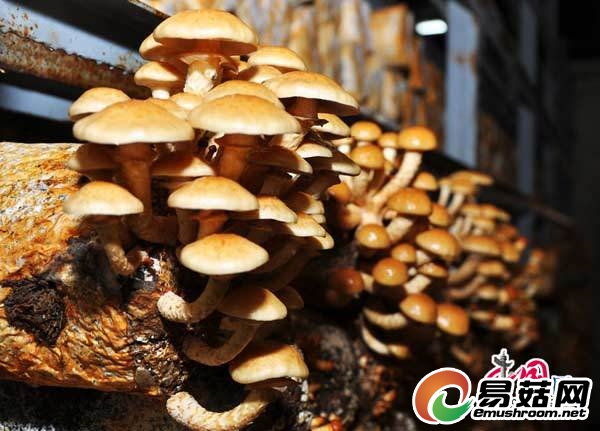平泉县蘑菇种植厂的滑子菇 陈宝 摄