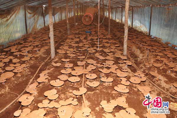 平泉县蘑菇种植厂的滑子菇 陈宝 摄