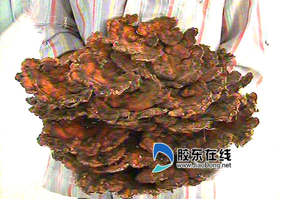 重6斤、直径40多公分的“大灵芝”