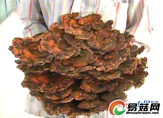 雨水足催生菌类植物 &ldquo;怪物&rdquo;不知是灵芝还是蘑菇