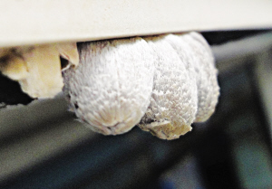 广告牌上生长的蘑菇。记者石一 摄