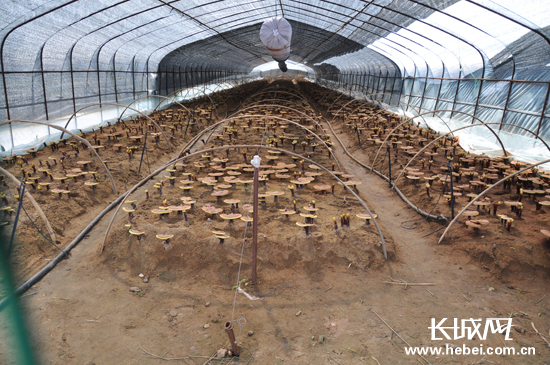 张家口市张北县馒头营乡ManBetX体育种植基地大棚内的灵芝长势良好。长城网 田平珍 摄