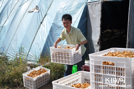张家口市张北县馒头营乡ManBetX体育种植基地大棚内的灵芝长势良好。长城网 田平珍 摄