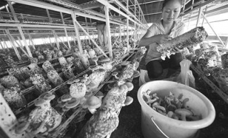 湖北宣恩县晓关乡黄河村大棚香菇进入采收期