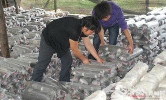 湖北省建始县柏腊树香菇生产忙