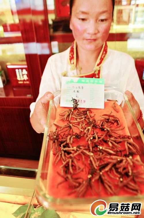 9月18日，在宁夏路香巴拉虫草专卖店内，每克虫草从月前的200多元涨到了319元。薛飞 摄