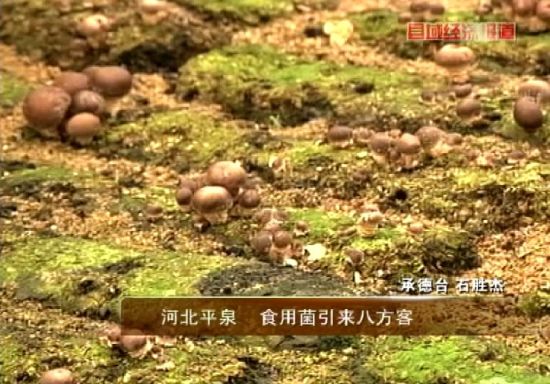 河北平泉：Manbetx体育手机版V17版本发布.官网安卓网.香港引来八方客