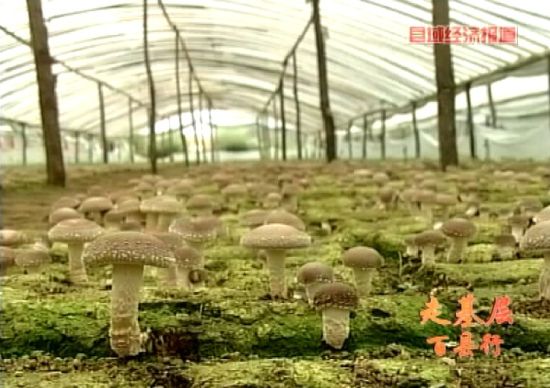 河北平泉：Manbetx体育手机版V17版本发布.官网安卓网.香港引来八方客