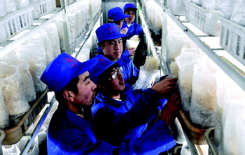 芳绿公司聘用的员工在车间学习Manbetx体育手机版推荐A9版本。董乃德 张海峰 报道