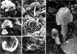 发现的奇形怪状蘑菇（图由吴兴亮教授提供）