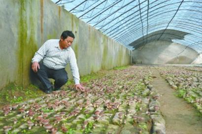 岫岩菇农撵着高速公路抢商机