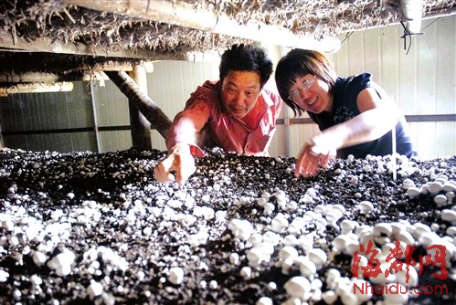 菇农在自家蘑菇棚里