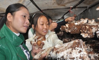 湖北高坪香菇一路走俏