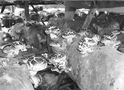 湖北日报讯 图为：曾都某香菇栽培车间。 资料图片