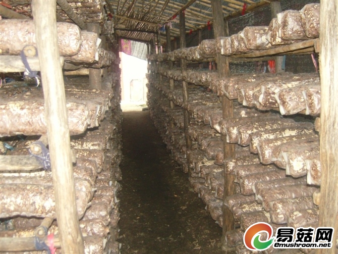 香菇2.jpg 香菇2.jpg