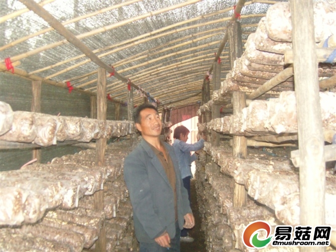 香菇3.jpg 香菇3.jpg