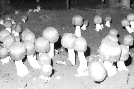 9月27日，在南阳市宛城区黄台岗镇奶母庄村的巴西菇种植基地，笔者见到了慕名已久的巴西菇。相对于市场上常见的香菇、草菇，巴西菇的淡咖啡色圆柱状菌盖与众不同。