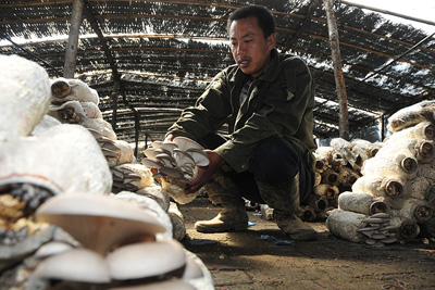 &ldquo;小蘑菇 &rdquo;带来大变化