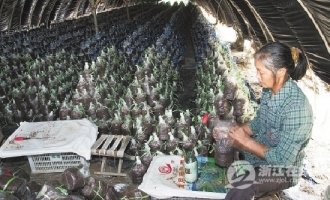 金针菇种植二十年，收入颇丰