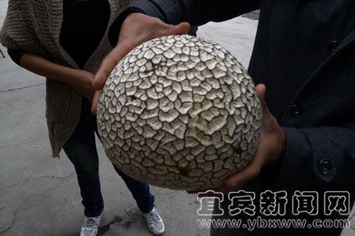 野生蘑菇硕大如篮球 真够稀罕!