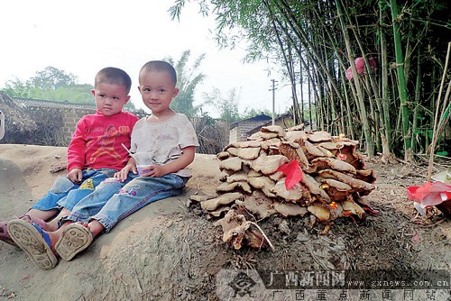 贺州一村子路边长一超大凤尾菌 揭"神菇"面纱(图)