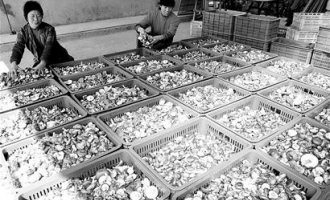 湖北省郧县白桑关镇新鲜香菇上市