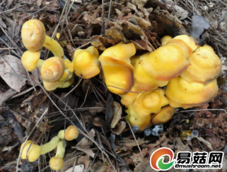 美丽的狮子山——黄口蘑（Tricholomopsis decora）