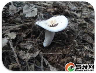 美丽的狮子山——纯白桩菇 Leucopaxillus albissimus